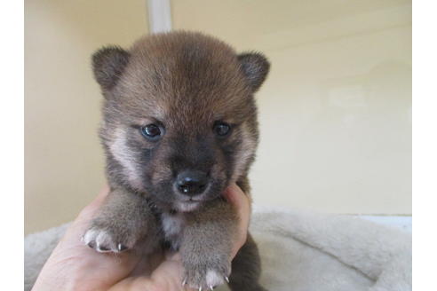 成約済の岡山県の豆柴-118545の5枚目