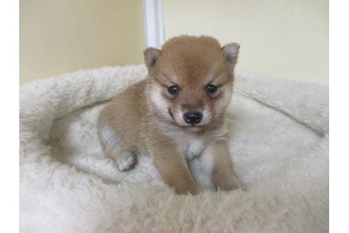 成約済の岡山県の豆柴-116664