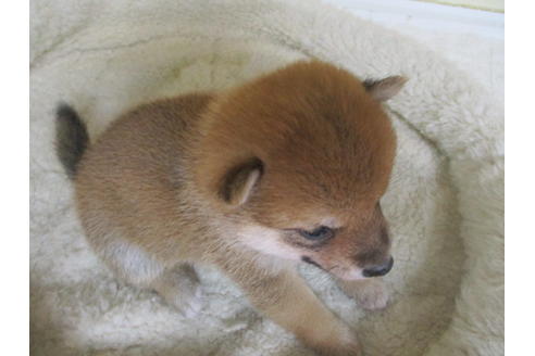 成約済の岡山県の豆柴-116664の5枚目