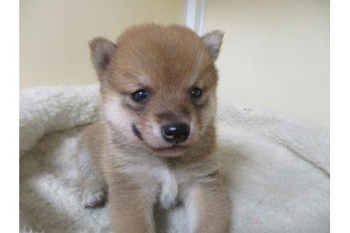 成約済の岡山県の豆柴-116664の4枚目