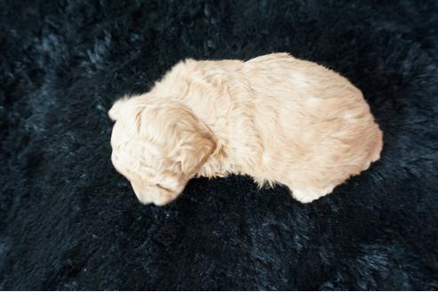 成約済の奈良県のトイプードル-118556の2枚目