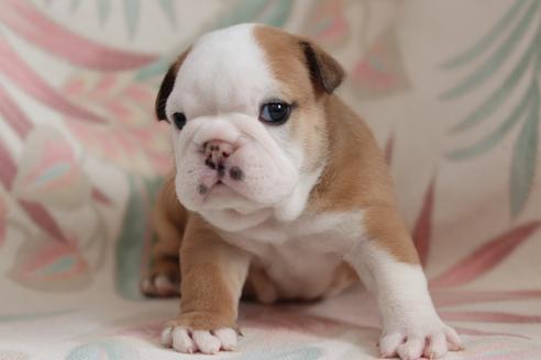 成約済の滋賀県のブルドッグ-118557