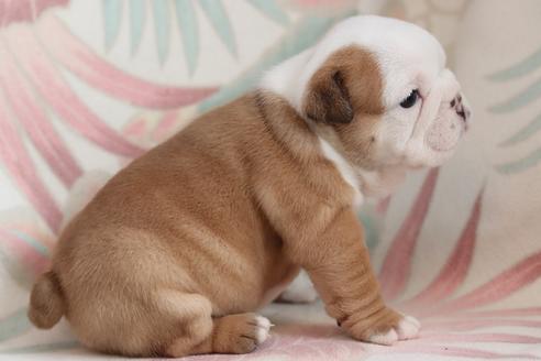 成約済の滋賀県のブルドッグ-118557の4枚目