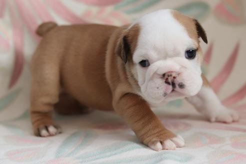 成約済の滋賀県のブルドッグ-118557の3枚目