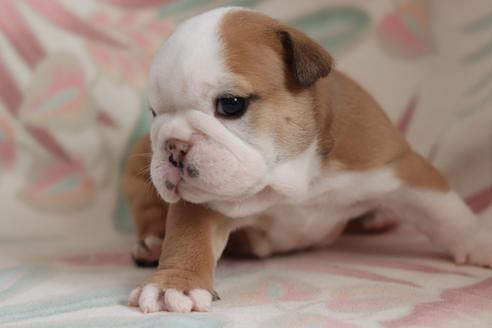 成約済の滋賀県のブルドッグ-118557の2枚目