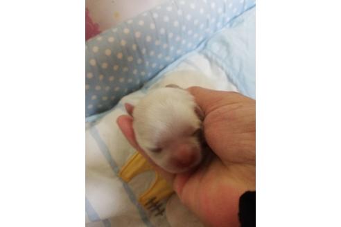 愛知県のマルチーズ 男の子 21 01 05生まれ 可愛いマルチーズの赤ちゃん産まれました 子犬id ブリーダーナビ 愛知県のマルチーズ 男の子 21 01 05生まれ 可愛いマルチーズの赤ちゃん産まれました 子犬id ブリーダーナビ