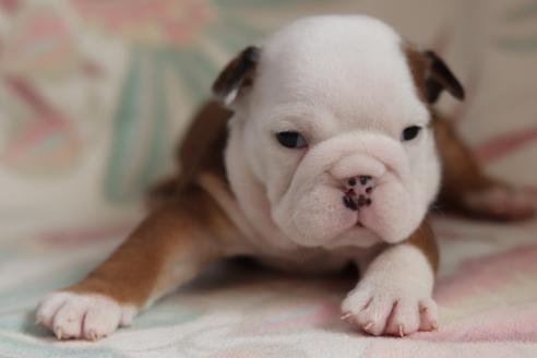 成約済の滋賀県のブルドッグ-118563の1枚目