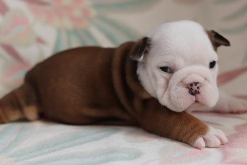 成約済の滋賀県のブルドッグ-118563の4枚目