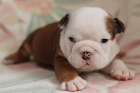 成約済の滋賀県のブルドッグ-118563の2枚目