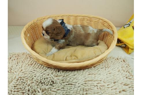 成約済の埼玉県のキャバリアキングチャールズスパニエル-118591の3枚目