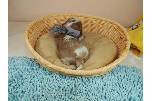成約済の埼玉県のキャバリアキングチャールズスパニエル-118595の4枚目