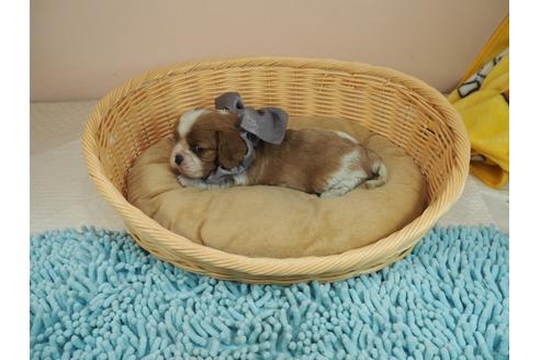 成約済の埼玉県のキャバリアキングチャールズスパニエル-118595の3枚目