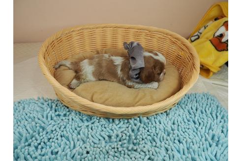 成約済の埼玉県のキャバリアキングチャールズスパニエル-118595の2枚目