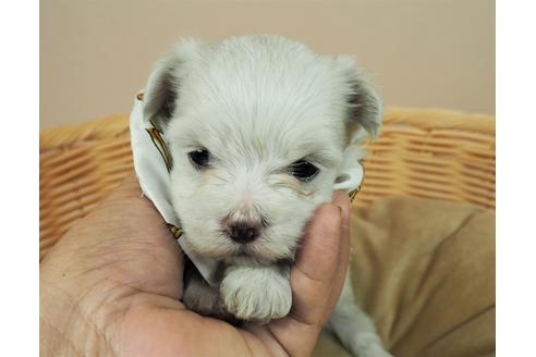 成約済の埼玉県のマルチーズ-118599の1枚目