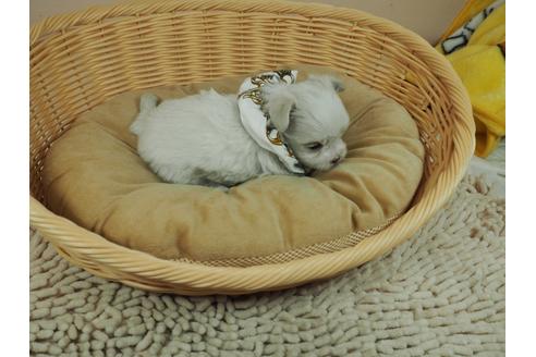 成約済の埼玉県のマルチーズ-118599の2枚目