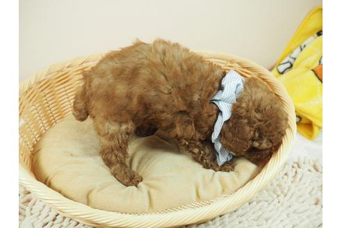 成約済の埼玉県のトイプードル-118604の5枚目