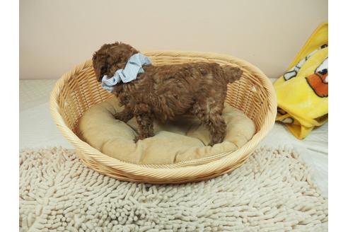 成約済の埼玉県のトイプードル-118604の4枚目