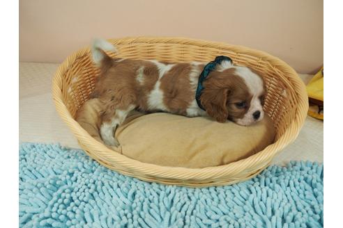 成約済の埼玉県のキャバリアキングチャールズスパニエル-118603の2枚目