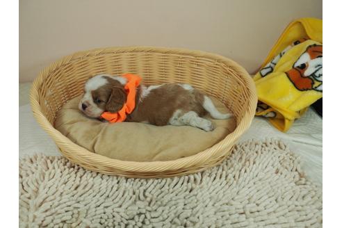 成約済の埼玉県のキャバリアキングチャールズスパニエル-118605の3枚目