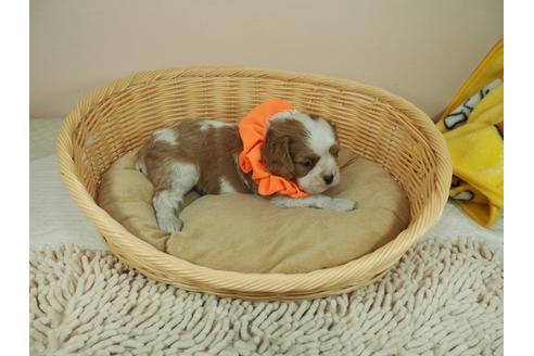 成約済の埼玉県のキャバリアキングチャールズスパニエル-118605の2枚目