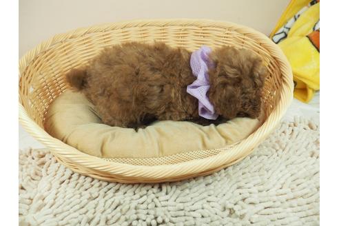 成約済の埼玉県のトイプードル-118606の5枚目