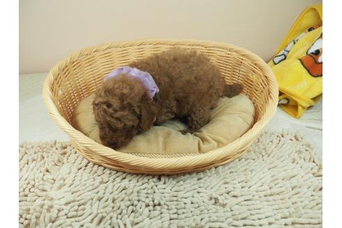成約済の埼玉県のトイプードル-118606の4枚目