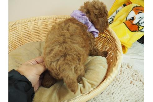 成約済の埼玉県のトイプードル-118606の3枚目