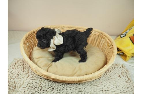成約済の埼玉県のトイプードル-118608の3枚目