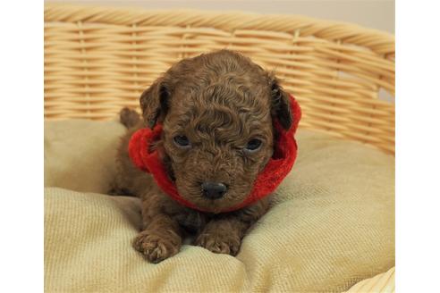 成約済の埼玉県のトイプードル-118612の1枚目