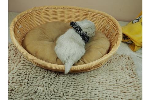 成約済の埼玉県のマルチーズ-118614の3枚目