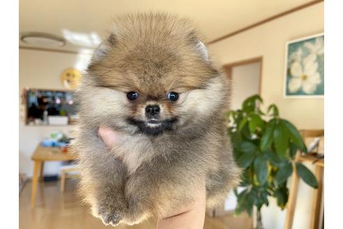 成約済の岐阜県のポメラニアン-118564の6枚目
