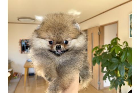 成約済の岐阜県のポメラニアン-118564の5枚目