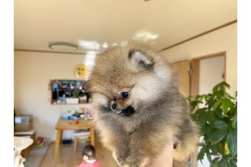 成約済の岐阜県のポメラニアン-118564の4枚目