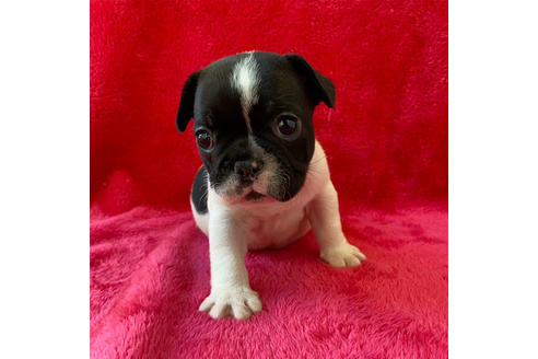成約済の埼玉県のフレンチブルドッグ-118615の1枚目