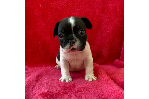 成約済の埼玉県のフレンチブルドッグ-118615の4枚目