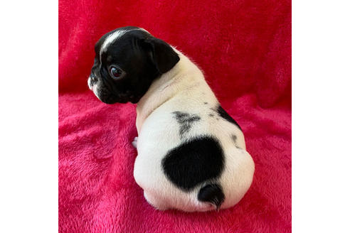成約済の埼玉県のフレンチブルドッグ-118615の3枚目