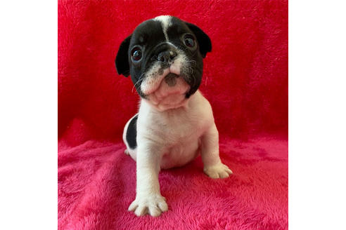 成約済の埼玉県のフレンチブルドッグ-118615の2枚目