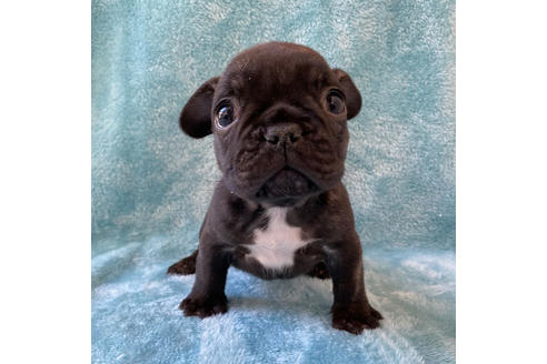 成約済の埼玉県のフレンチブルドッグ-118616の1枚目