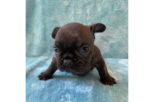 成約済の埼玉県のフレンチブルドッグ-118616の3枚目