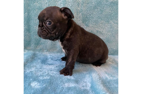 成約済の埼玉県のフレンチブルドッグ-118616の2枚目