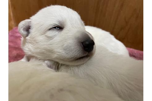 成約済の滋賀県のホワイトシェパード-117775の1枚目