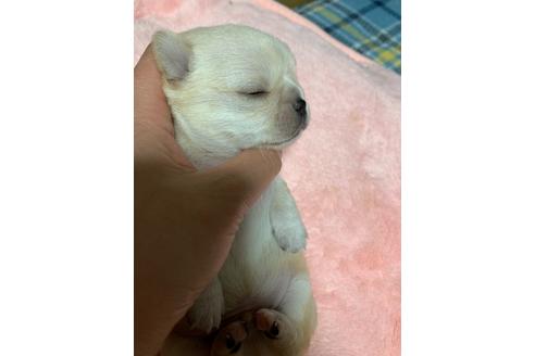 成約済の福島県のチワワ(スムースコート)-117893の15枚目