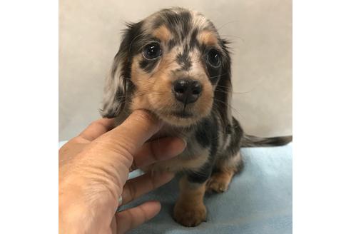 成約済の宮崎県のミニチュアダックスフンド(ロングヘアード)-114748
