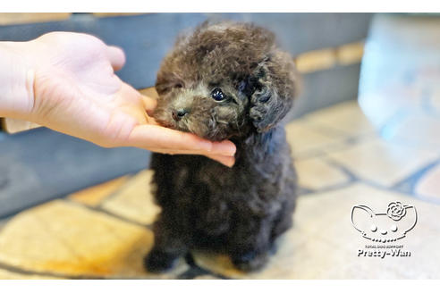 成約済の愛知県のティーカッププードル-118667の9枚目