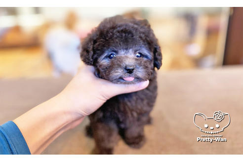 成約済の愛知県のティーカッププードル-118667の8枚目