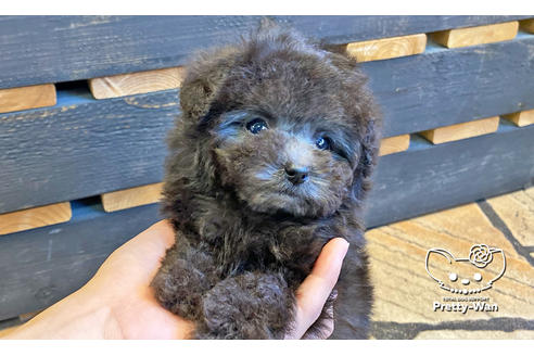 成約済の愛知県のティーカッププードル-118667の6枚目