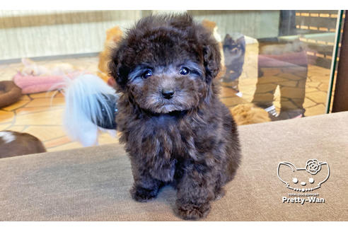 成約済の愛知県のティーカッププードル-118667の7枚目