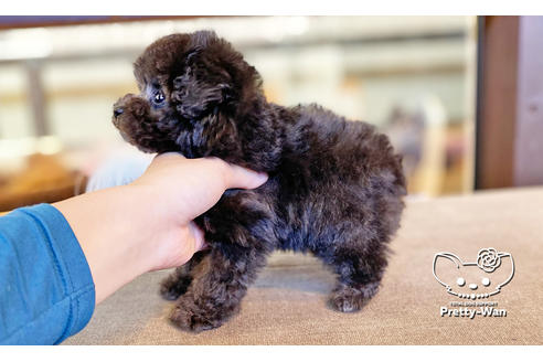 成約済の愛知県のティーカッププードル-118667の5枚目