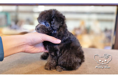 成約済の愛知県のティーカッププードル-118667の4枚目