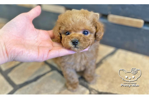 成約済の愛知県のトイプードル-118669の7枚目